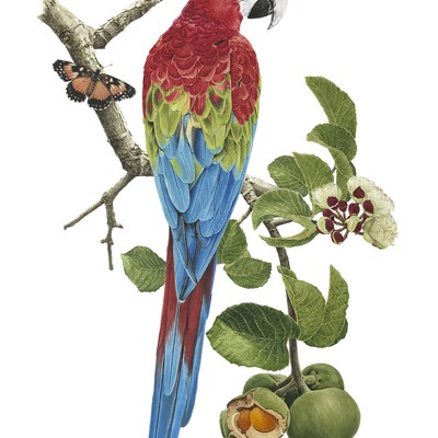 Serija slik Ptice Brazilije